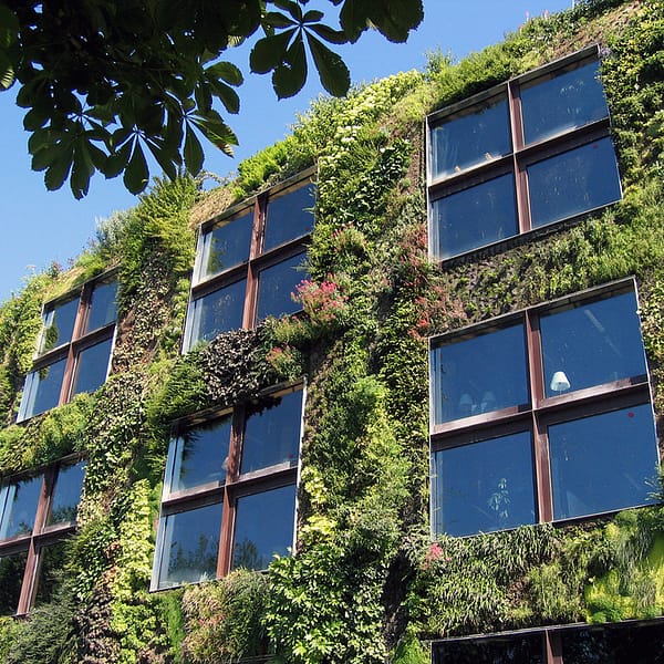 mur végétal sur un bâtiment tertiaire