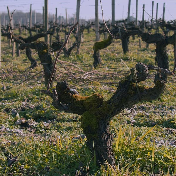 champ de vignes en France
