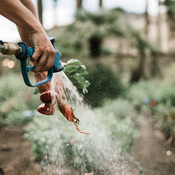 jardinier qui nettoie les légumes avec un tuyau d'arrosage