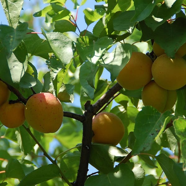 branches d'un abricotier