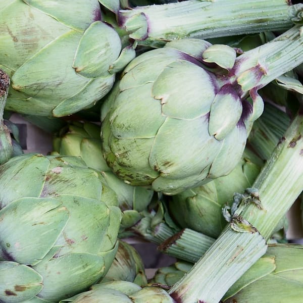 têtes d'artichauts en vrac