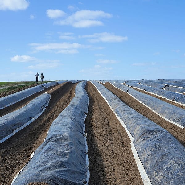 champ de culture d'asperges