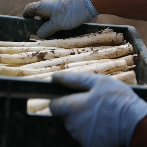 boite remplie d'asperges qui sortent de terre