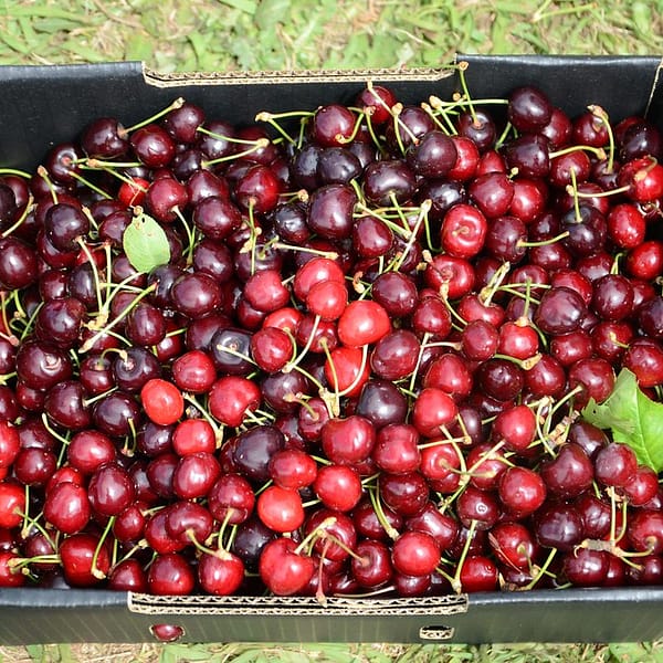 carton de cerises après la récolte