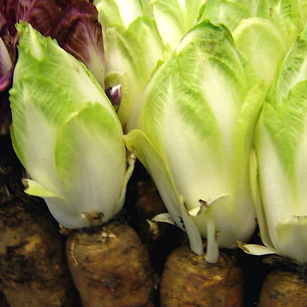 endives avec leurs racines