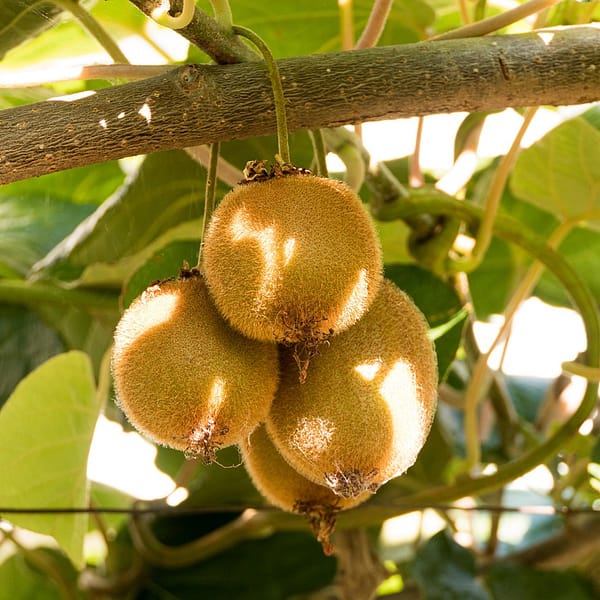 grappe de kiwi sur un arbre