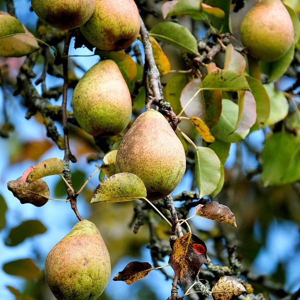 poirier couvert de fruits