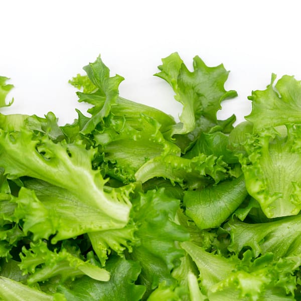 feuilles de salade