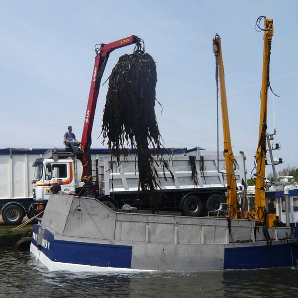 bateau collecteur d'algues