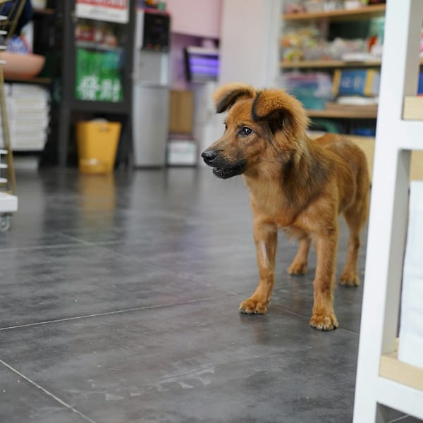 chien dans une animalerie