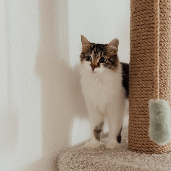 chat avec un de ses jouets