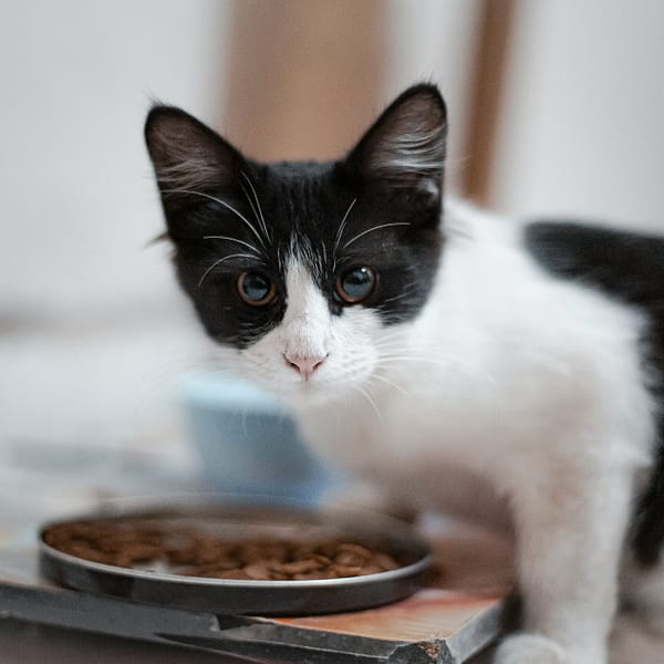 chat avec une assiette de nourriture