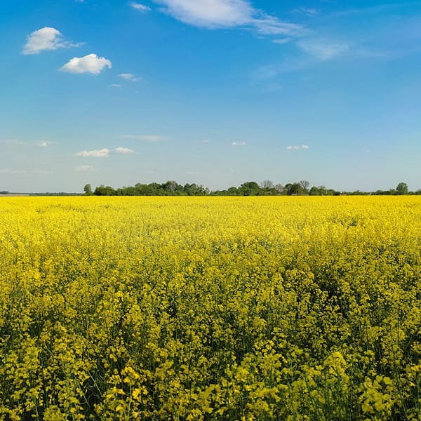 champ de colza en France