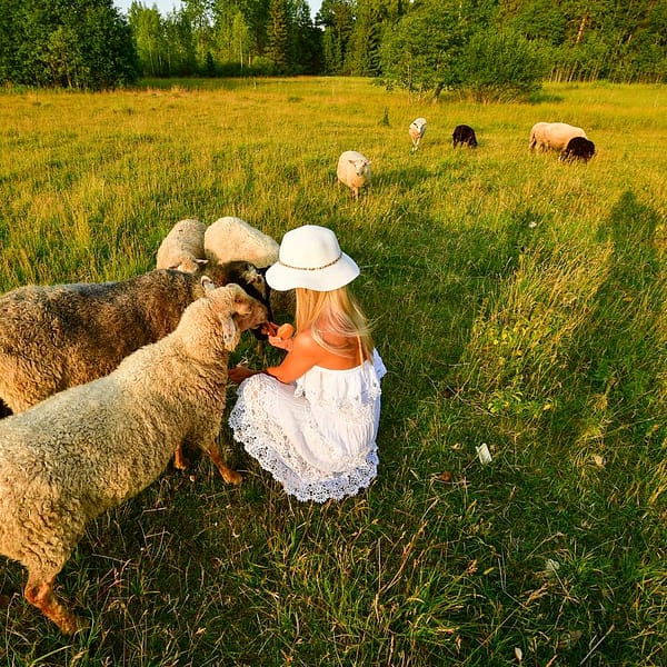 enfant qui nourrit des moutons à la ferme