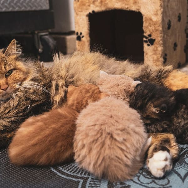 chatte qui allaite ses chatons
