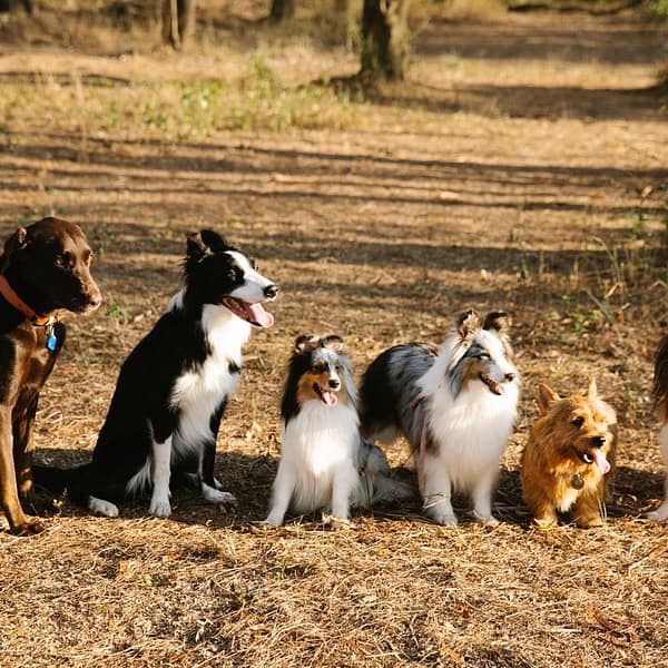 plusieurs chiens de race