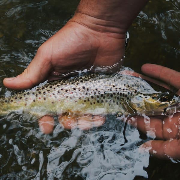 truite fraichement pêchée