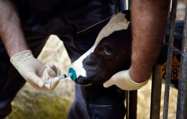 vaccination d'un veau dans une ferme