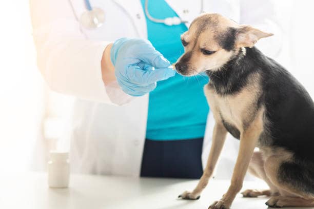 vétérinaire qui donne un médicament à un chien