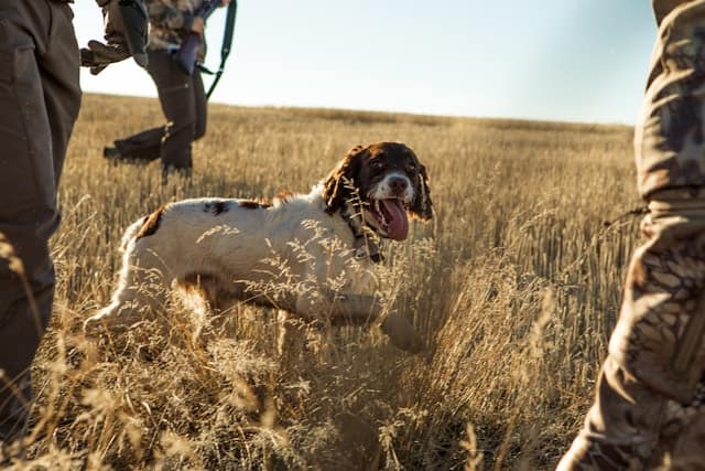 chasseurs avec un chien de chasse