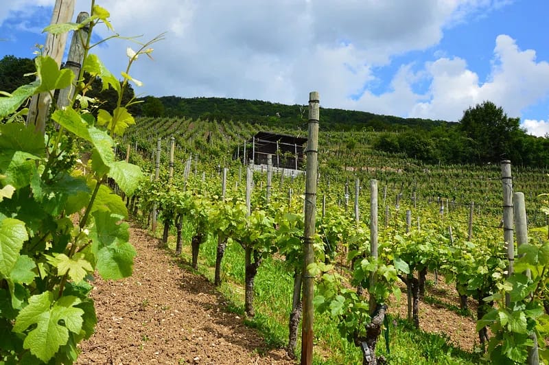 vignoble en Nouvelle-Aquitaine