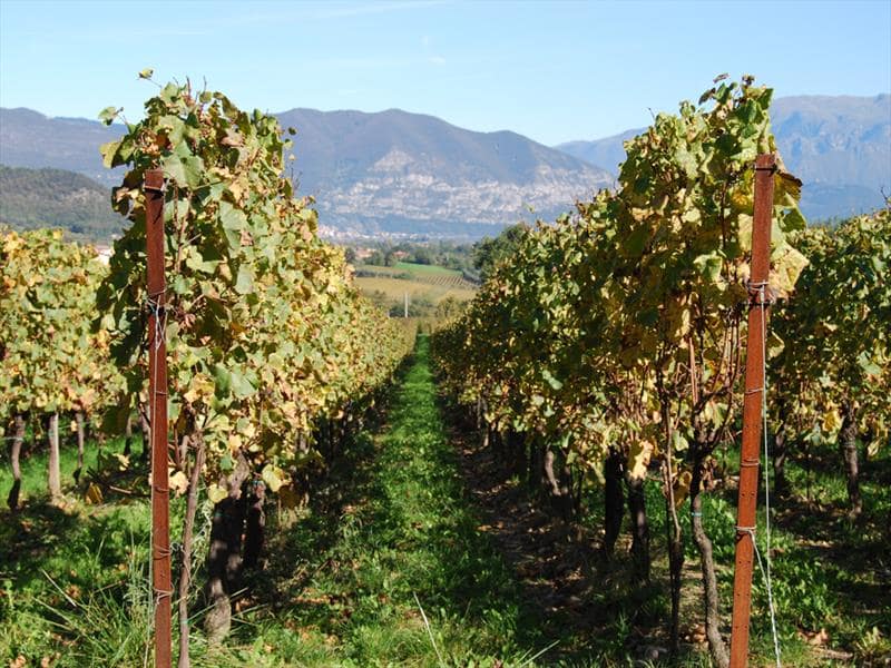 rangs de vignes sur une exploitation