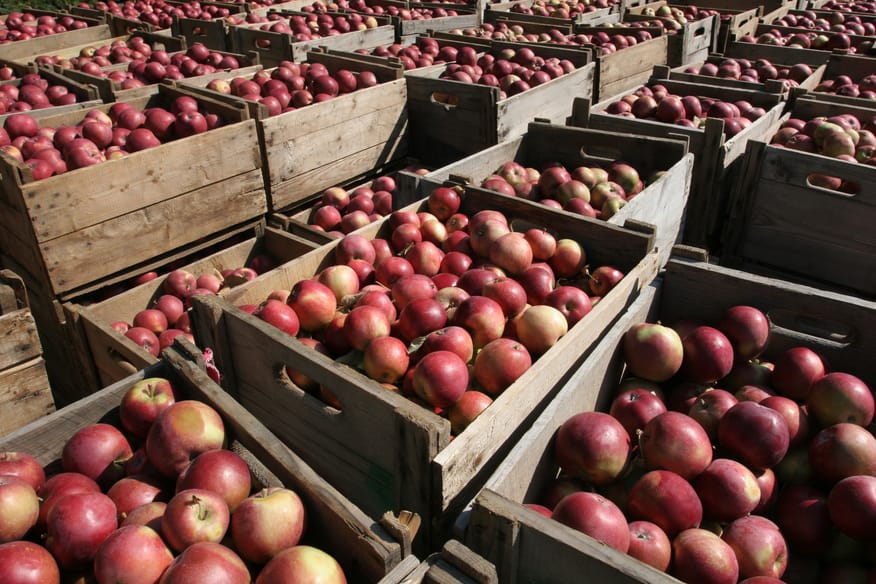 caisses remplies de pommes
