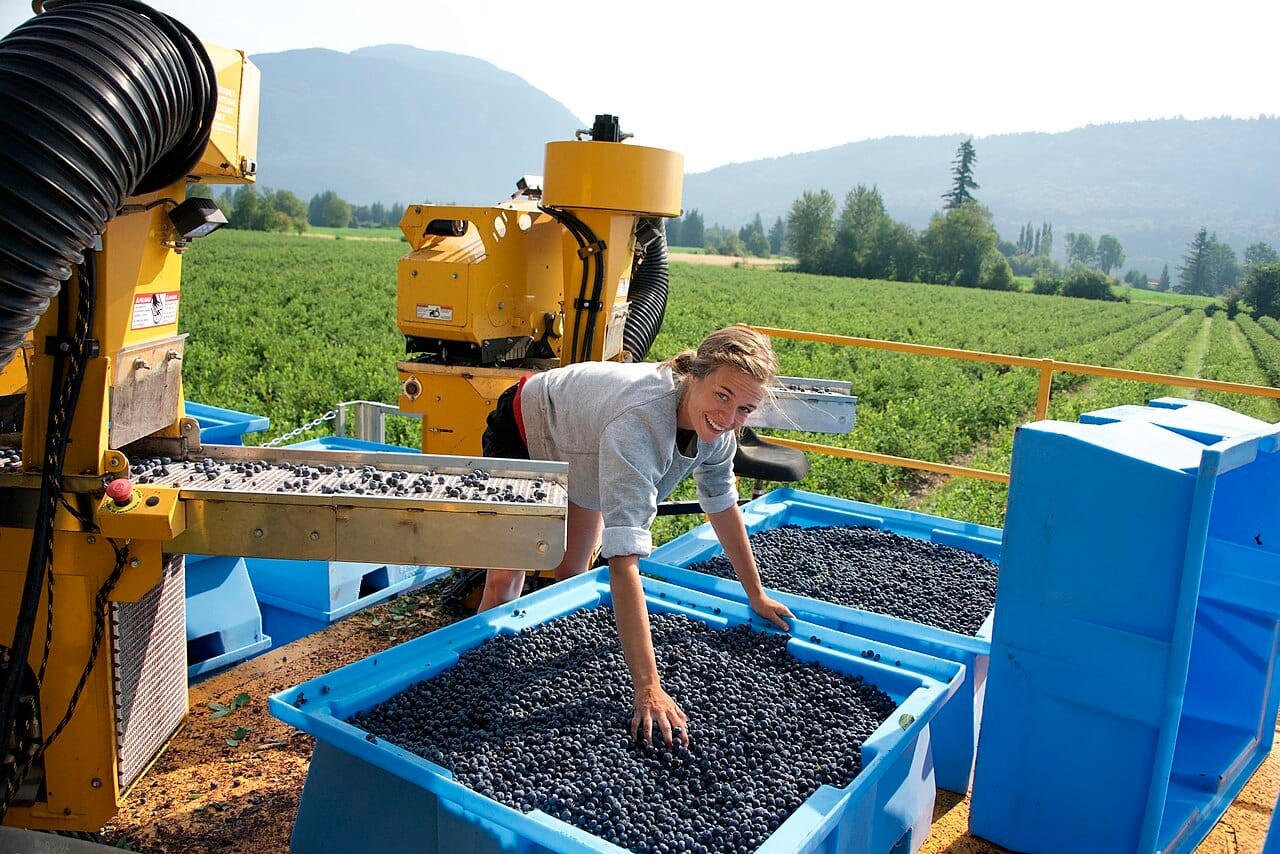 Myrtilles en France – entreprises