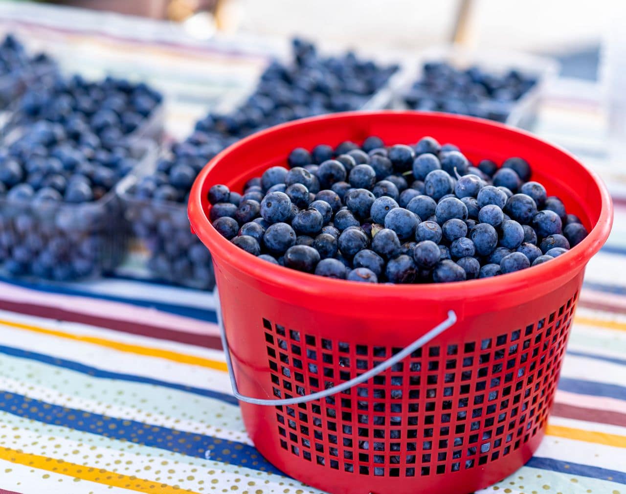 Myrtilles en France – marché